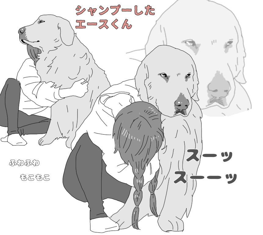 エースくんシャンプーした後ずっとこれしてます🐶🛁 