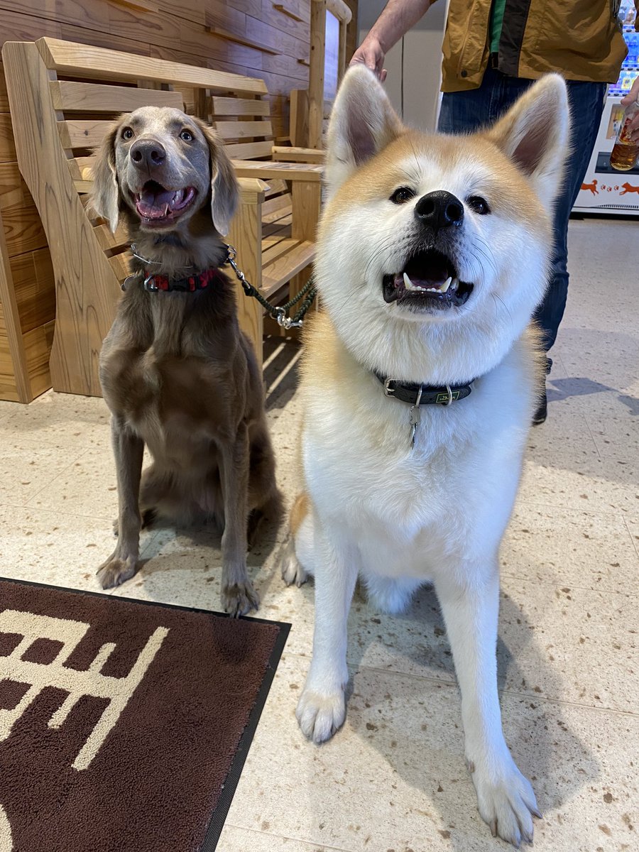 odate_akitainu's tweet photo. 【お友達紹介】
東京都渋谷区から、赤毛の秋田犬の男の子「くまくん（4歳）」とワイマラナーの女の子「グレースちゃん(4歳)」が遊びに来てくれたよ😊❣️

おやつの袋の音がしたから目が輝いてるね✨また遊びに来てけれな〜！！
#秋田犬の里 #秋田犬 #お友達 https://t.co/MaOoH6aqZQ