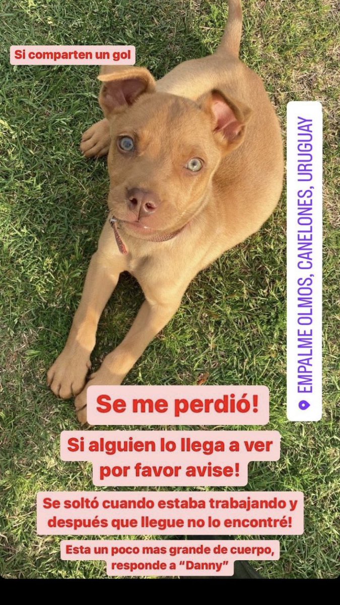 Se perdió mi sobrino, me ayudarían un montón compartiendo 🙏🏼