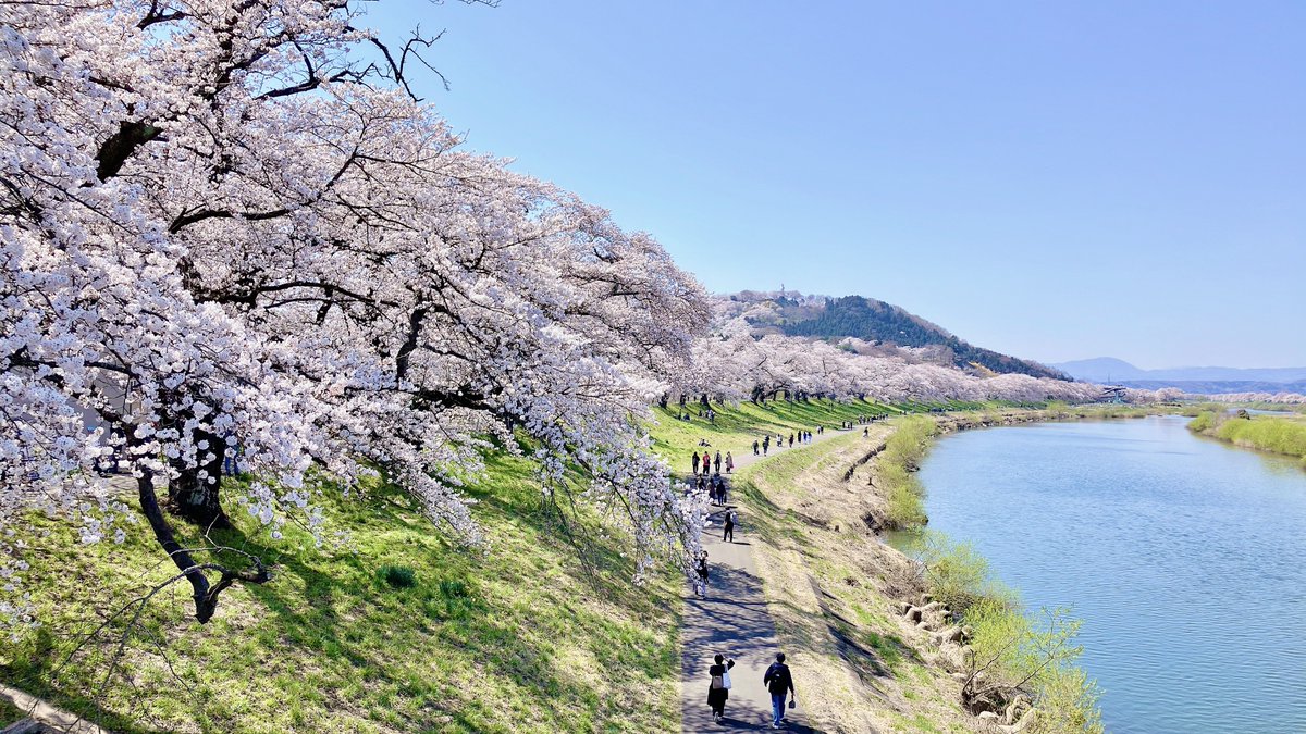 「一目千本桜を見にきました今年、いくつか桜を見たけど1本ごとの大きさも数も綺麗さも」|やや(よめ)のイラスト