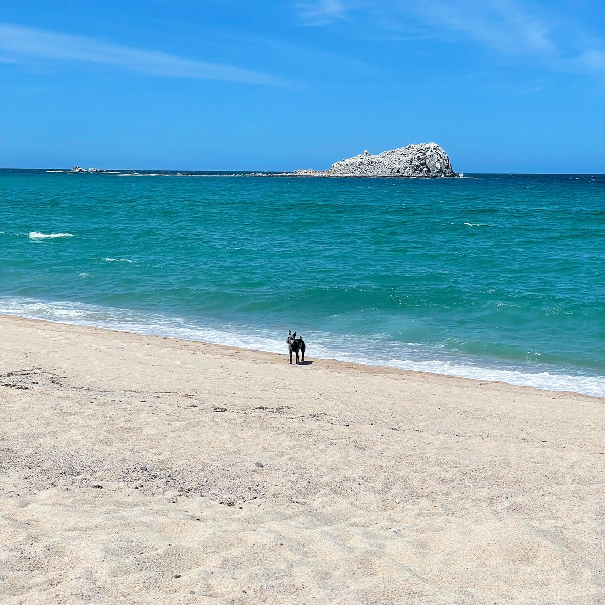 aidamgor's tweet image. 💙 Moro y el mar 💙