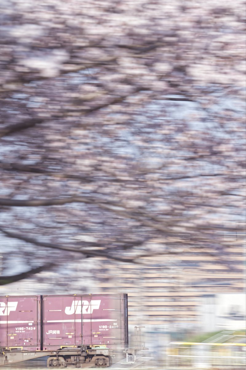 赤羽の桜堤緑地にて。まだ残っていた #桜 。
#一日一鉄 #nikonZ6 #tamron150600g2