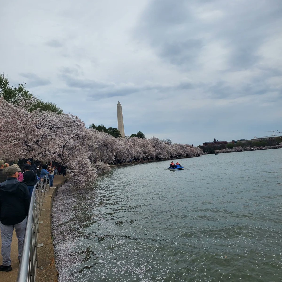 LynnWilliamsSLP's tweet photo. Chasing cherry blossoms with Bob Augustine! 🌸🌸 
#CheeryBlossom #50ShadesOfPink #BloomWithKindness https://t.co/yb3EYRepxW