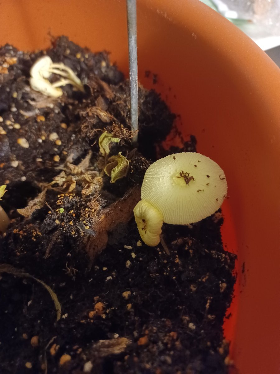 Dustin discovered our potato plant has a neighbor!

He's....
 a pretty *fungi* 
👉😎👉