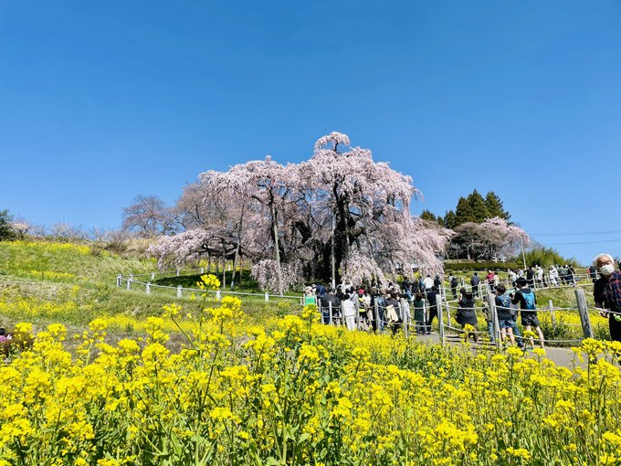 福島のハルヒ🌸 