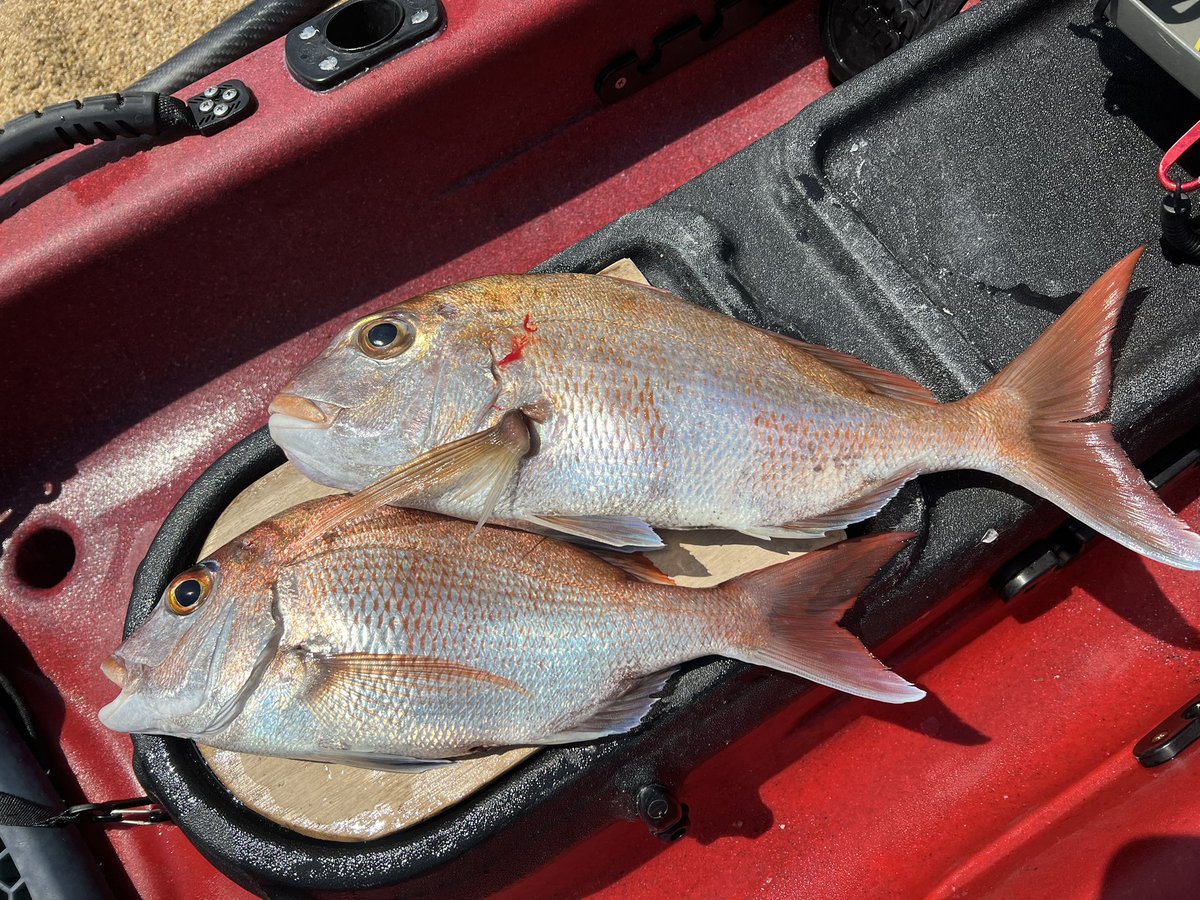 you_chikuwa's tweet image. 前情報では｢サビキにしか反応が...｣という事でしたが、タイラバでお土産確保💡
今日はるあと漁具さんの“なみラバ”で👍✨