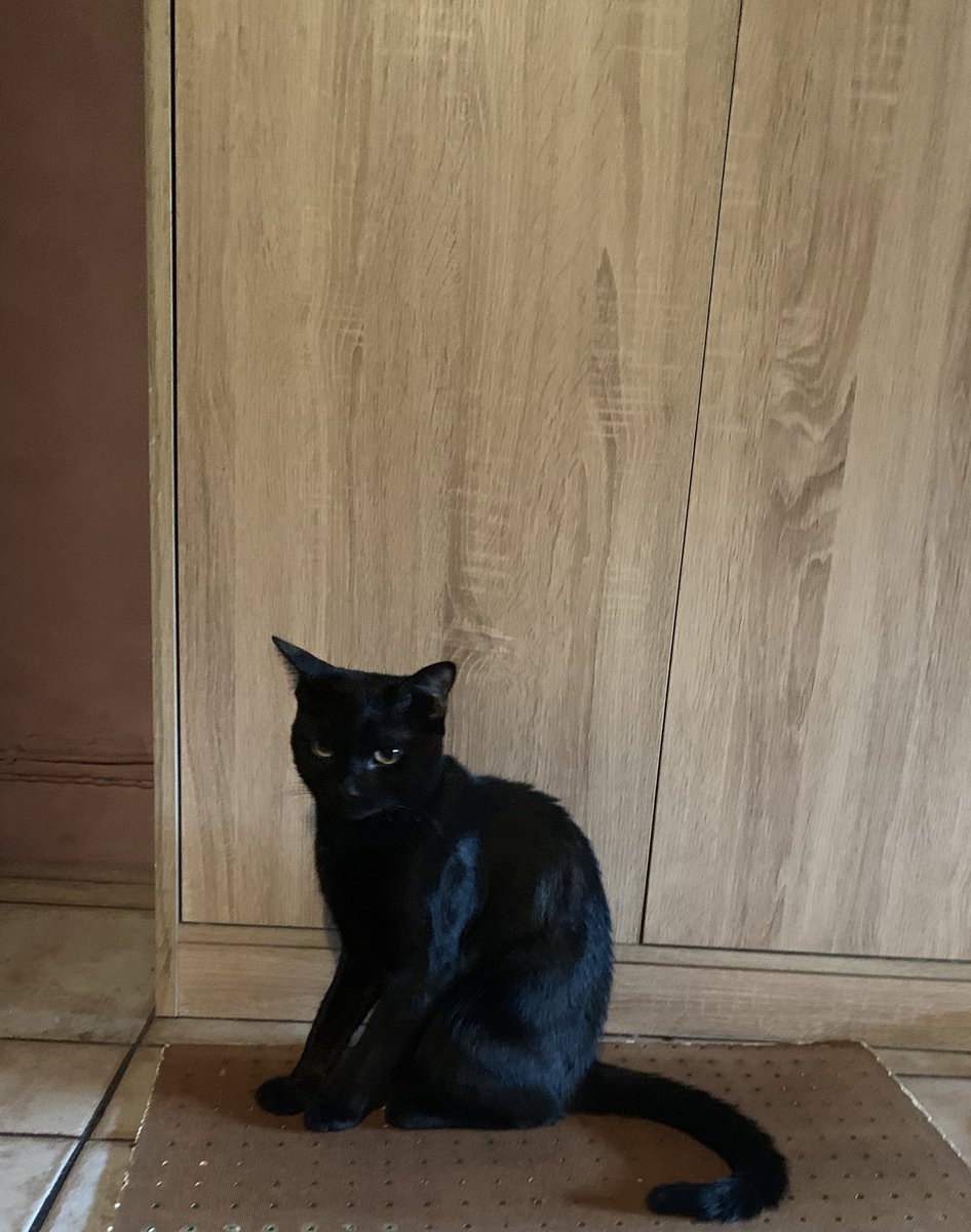 jaguarjin's tweet photo. #AlwaysWilling to adopt/rescueโฆ https://t.co/S4X0NxDBJk