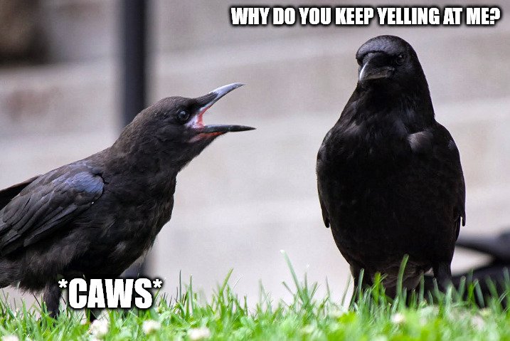 SethFromThe716's tweet photo. Crows are #AlwaysWilling to do something for the right caws. https://t.co/VMgrglgRym