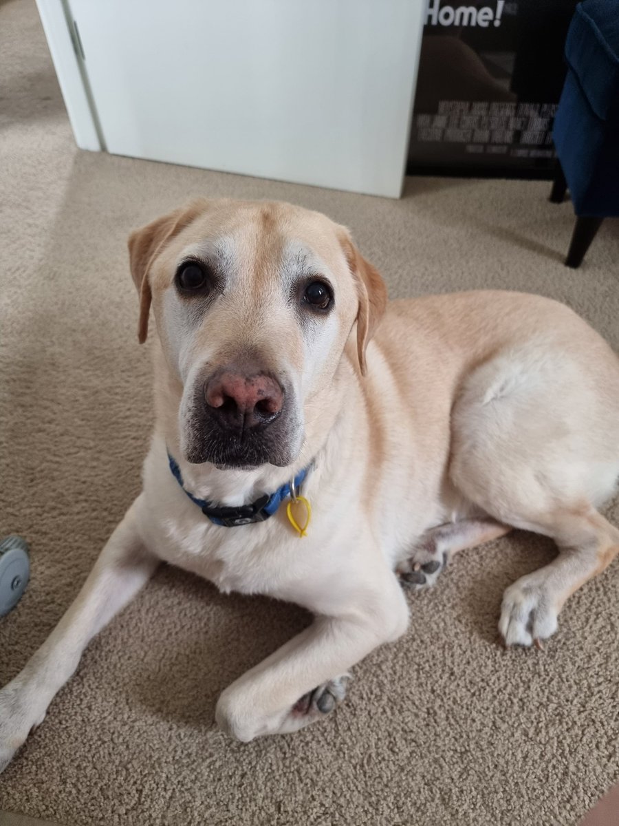 Ahlephia's tweet photo. Shadow is helping me write. #AmWriting #WriterAtWork #WritingCommunity https://t.co/071aNQsDe5