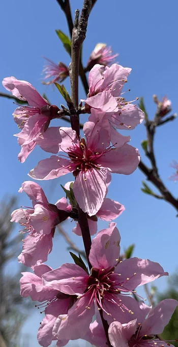 桃の花の時期でもある 