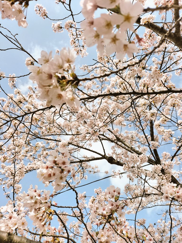 「桜の花びらを真剣な眼差しで見つめるちーちゃん 」|ワニマックス/ﾚｼﾋﾟ漫画連載中のイラスト