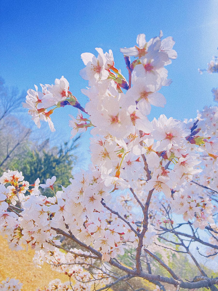 「おおっ、見事な桜だなぁ 」|づむのイラスト