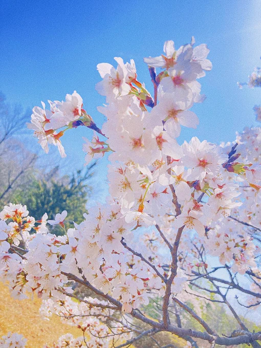 おおっ、見事な桜だなぁ 