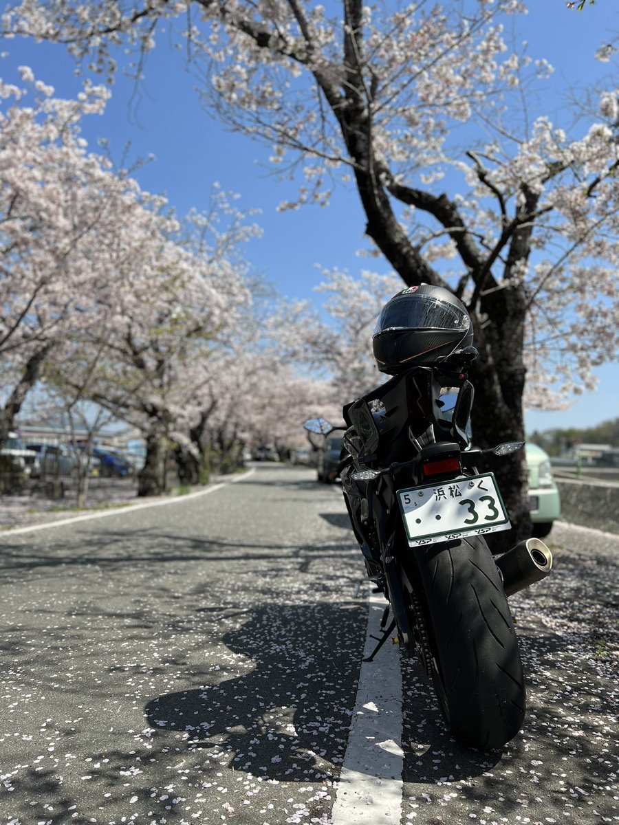 もう緑がかってる…
桜って見頃短すぎるでしょ