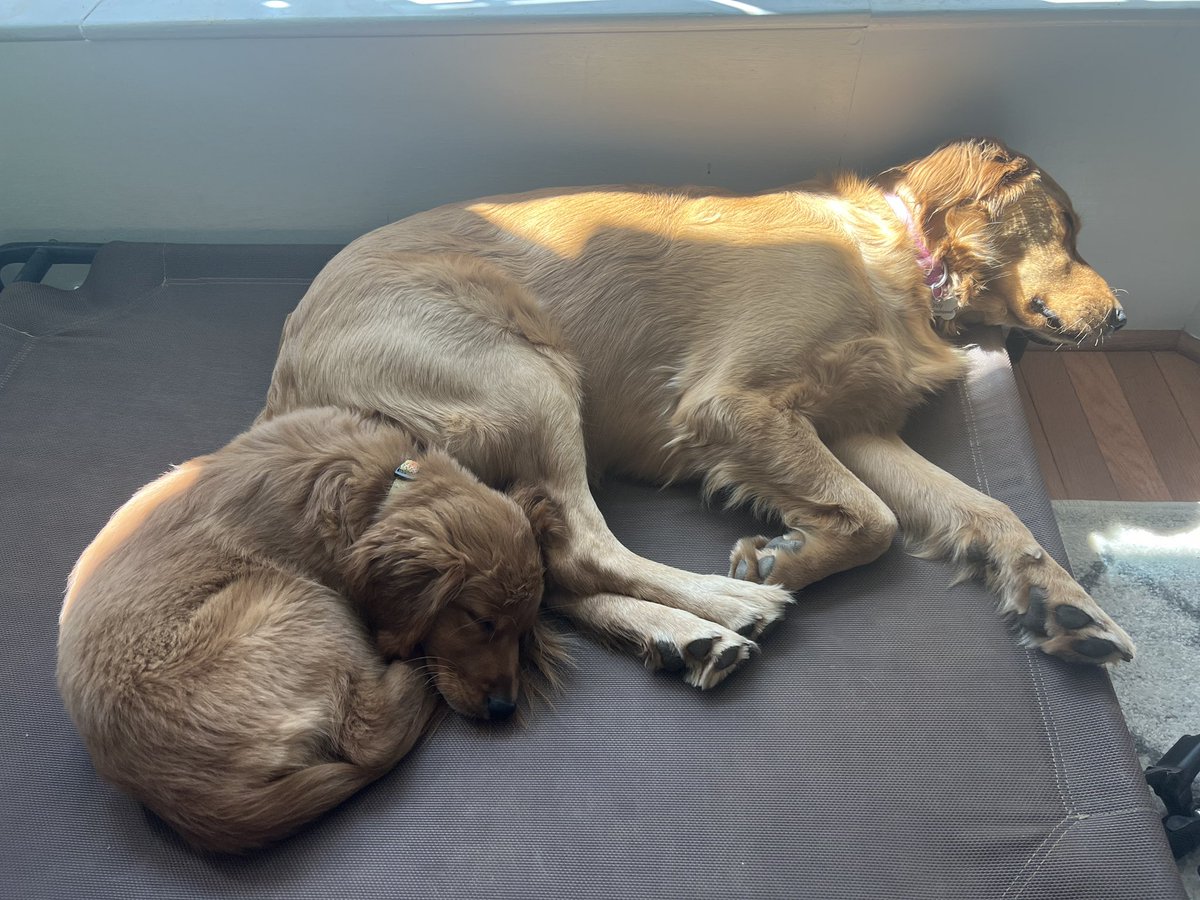 MsSweeney27's tweet photo. Best buds 🐾❤️ https://t.co/jregWxjjMR