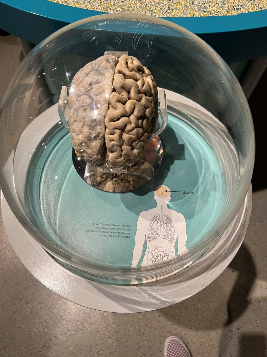 Learning outside the classroom today <a href="/scienceworldca/">Science World</a> ! Students really enjoyed learning about the human body. Fan favourite was Stan, the T-Rex skeleton.🦖 <a href="/NorthSurreySec/">North Surrey Sec</a> <a href="/Surrey_Schools/">Surrey Schools</a> #learning #science