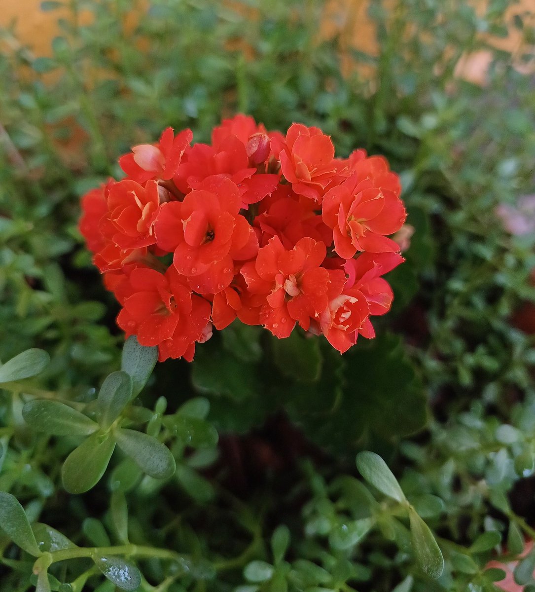 suchisi23's tweet photo. A flower does not use words to announce its arrival to the world, it just blooms🥰😇 https://t.co/T3pxjK8of1