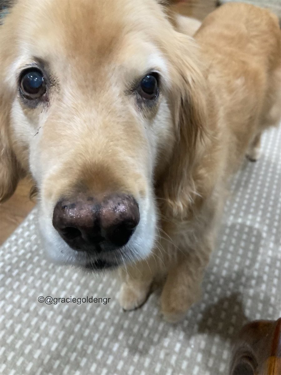graciegoldengr's tweet photo. MOM. STOP WATCHING THE BASKETBALL & PET ME.
๐๐ฆฎ๐๐ฆฎ๐๐ฆฎ๐๐ฆฎ๐๐ฆฎ
#finalfourweekend #marchmadness https://t.co/XMllCwTzKR