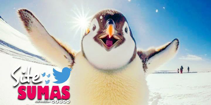 SiTeSumas te llevo a ver un pingüino que vuela !! 😀😀🐧🐧
#DeZurdaTeam 
@Semailys 
@ICuba15 
@ShadowsOfGreys