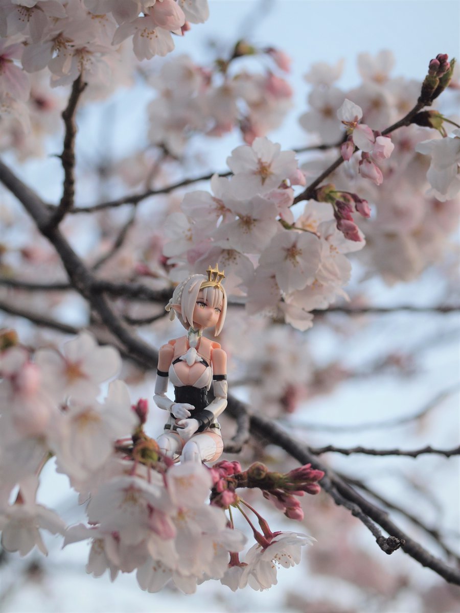 「今朝の明けがたちょっと近所の公園まで花見に行ってきました。今年も無事花見ができて」|フがeのイラスト