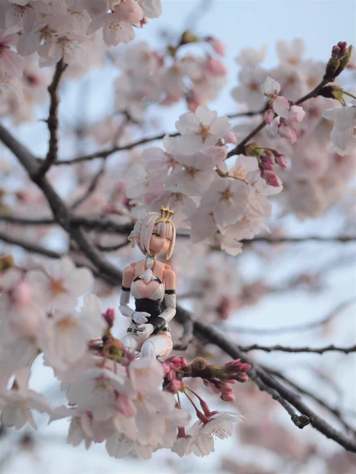 今朝の明けがたちょっと近所の公園まで花見に行ってきました。今年も無事花見ができてなによりです。 