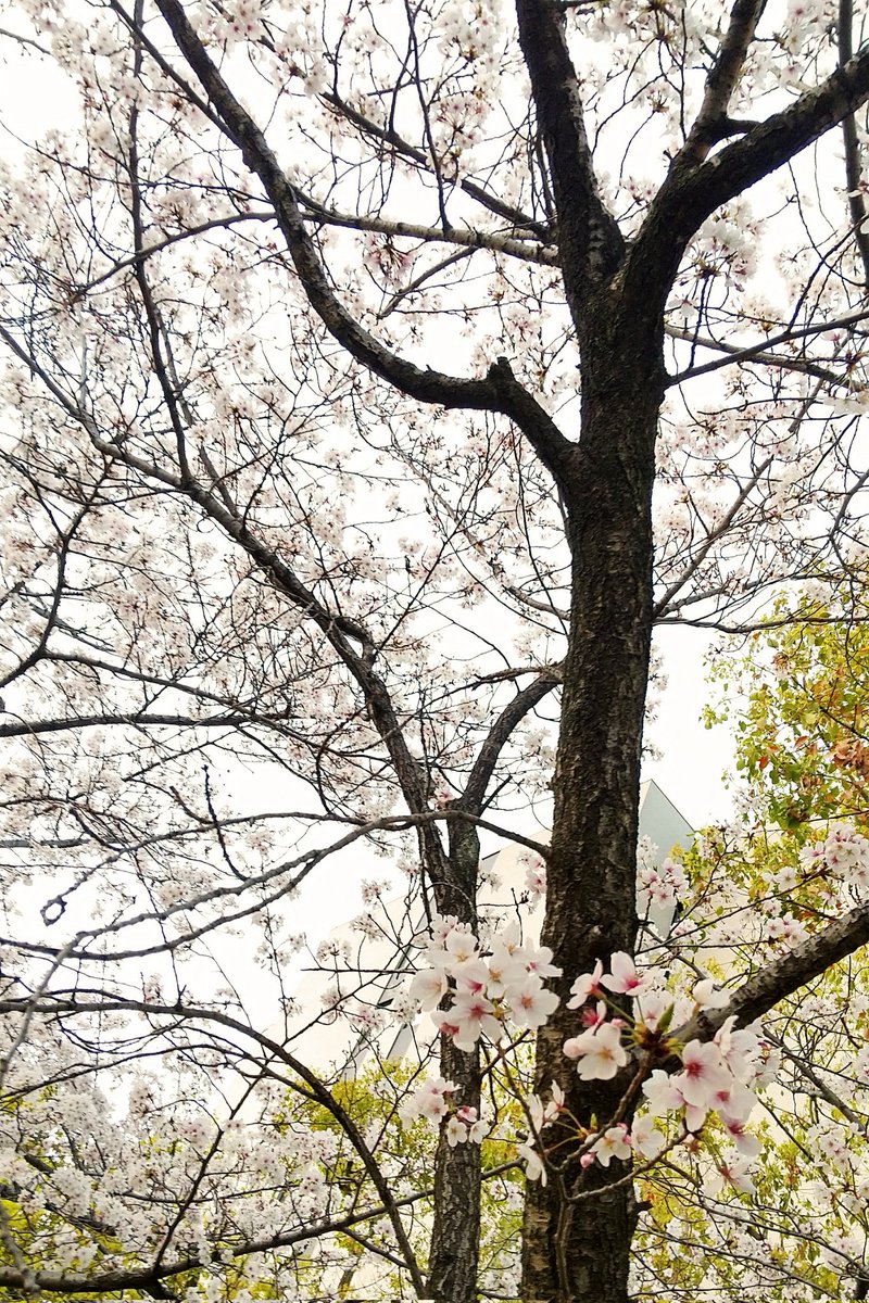 「昨日の桜写真 せっかくなのでPアクスタにも見てもらったのでした 」|わたすぎのイラスト