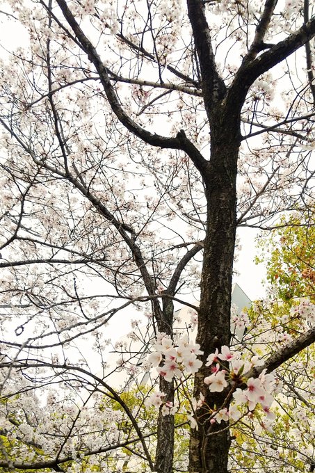 昨日の桜写真 せっかくなのでPアクスタにも見てもらったのでした 