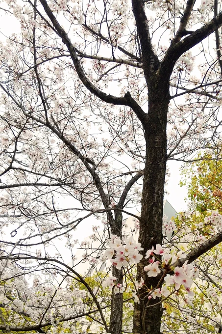 昨日の桜写真 せっかくなのでPアクスタにも見てもらったのでした 