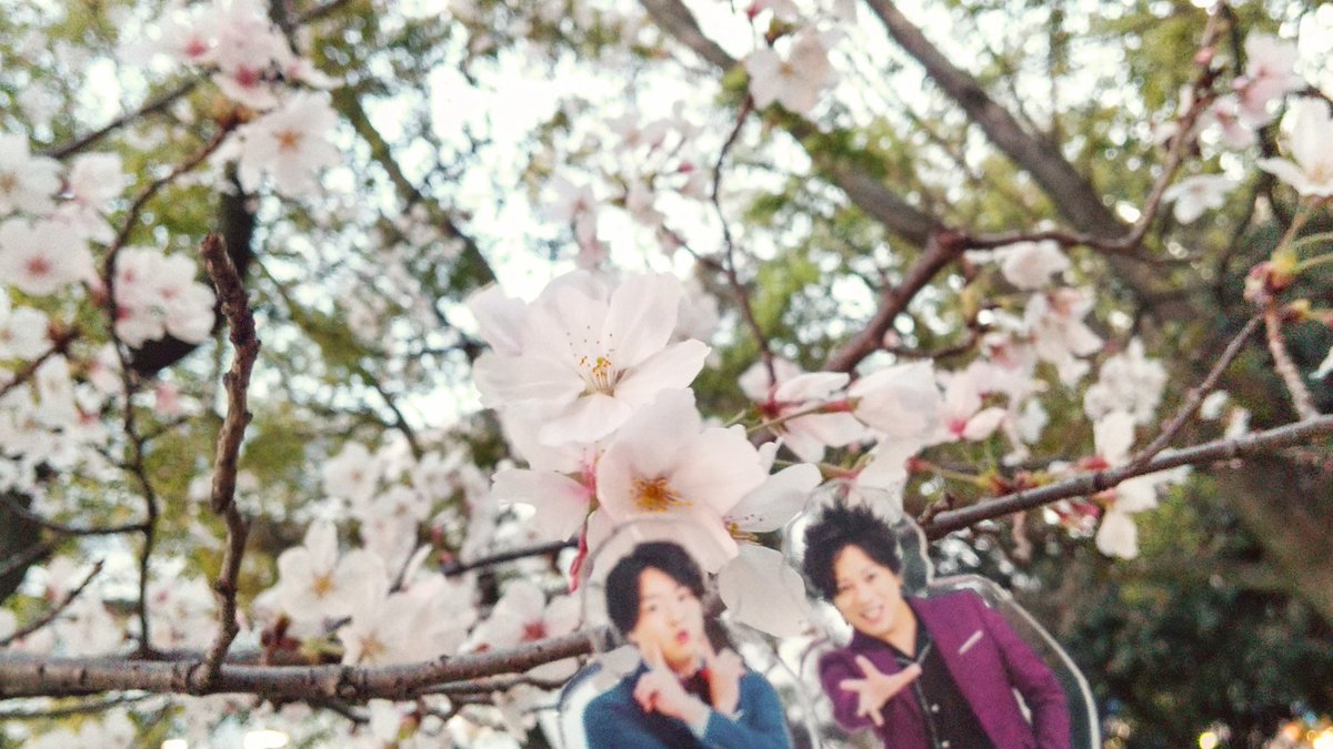 「昨日の桜写真 せっかくなのでPアクスタにも見てもらったのでした 」|わたすぎのイラスト