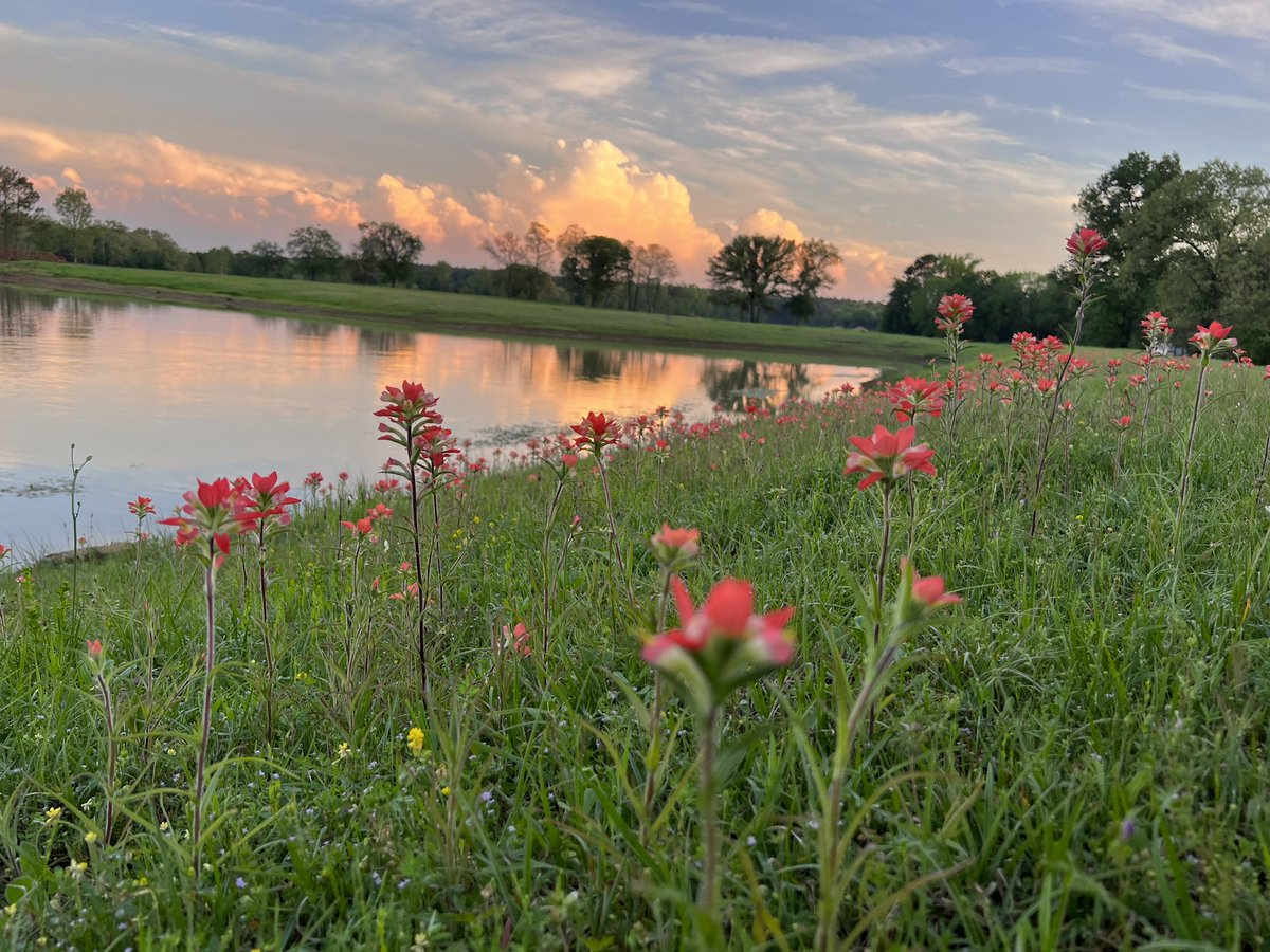 DreamsofGreenG1's tweet image. Because I love trying to catch the perfect photo! #Lindale #texas #perennials #2023