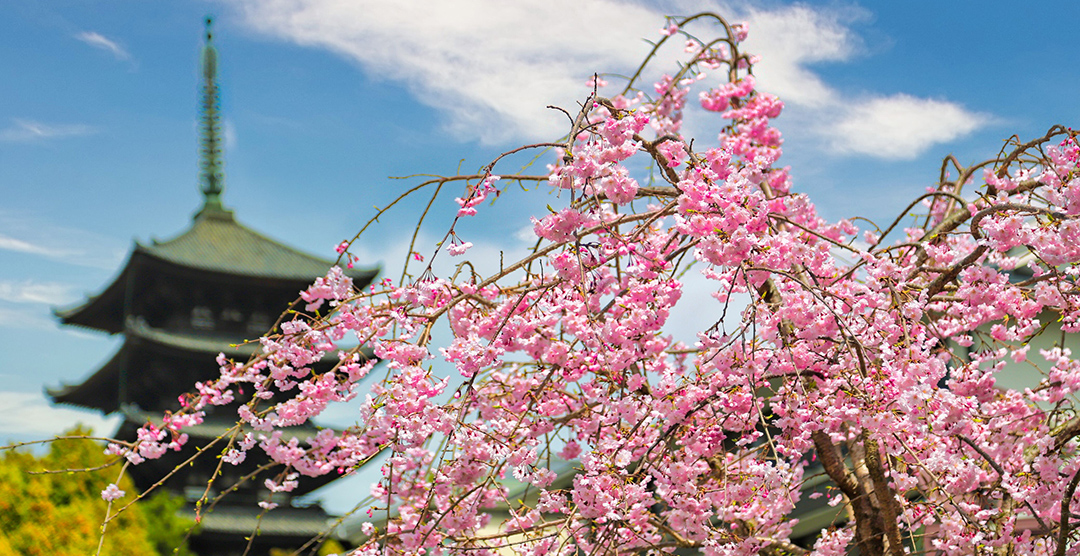opus21_twi's tweet photo. 奈良興福寺五重塔としだれ桜
奈良公園のソメイヨシノはこの週末までが見頃でしょうかね。

#my_eos_photo
#eos6dmarkii 
#桜
#しだれ桜 
#cherryblossoms
#NARA
#鹿
#奈良
#奈良公園
#奈良観光
#春
#東大阪
#永和
#布施
#小阪
#ヘアーサロン
#カット https://t.co/itVMYlQ9u4