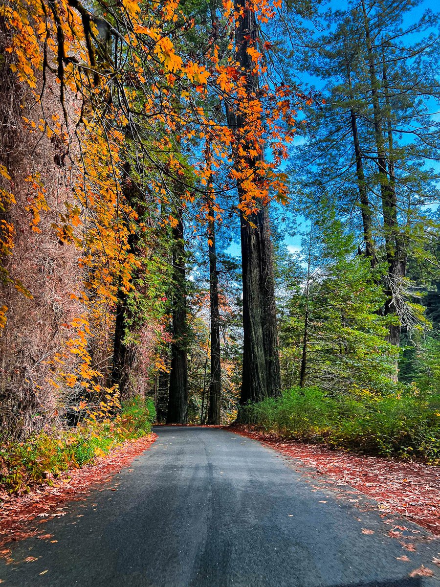 laionnph's tweet photo. Upcoming National Parks Week in the U.S 🇺🇸 - Redwood National Park #shotoniPhone 🍁 https://t.co/G2LrDKqV0k