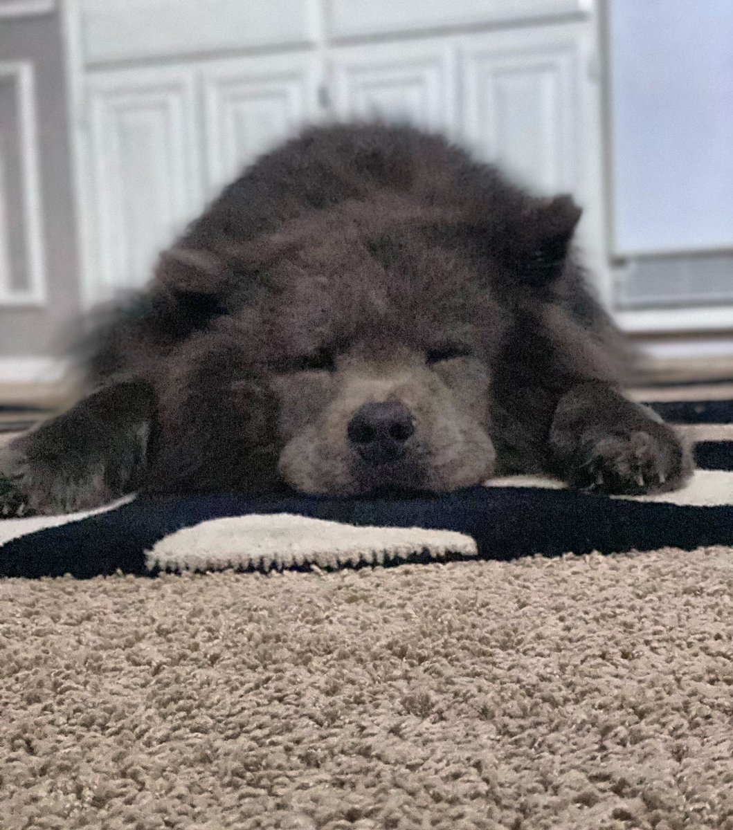 _carrienet_'s tweet image. I don’t always bark at night, but when I do, it’s for absolutely no reason. 
💙🐻🐾🐾

#chowchow #bluechow #chowchowlover