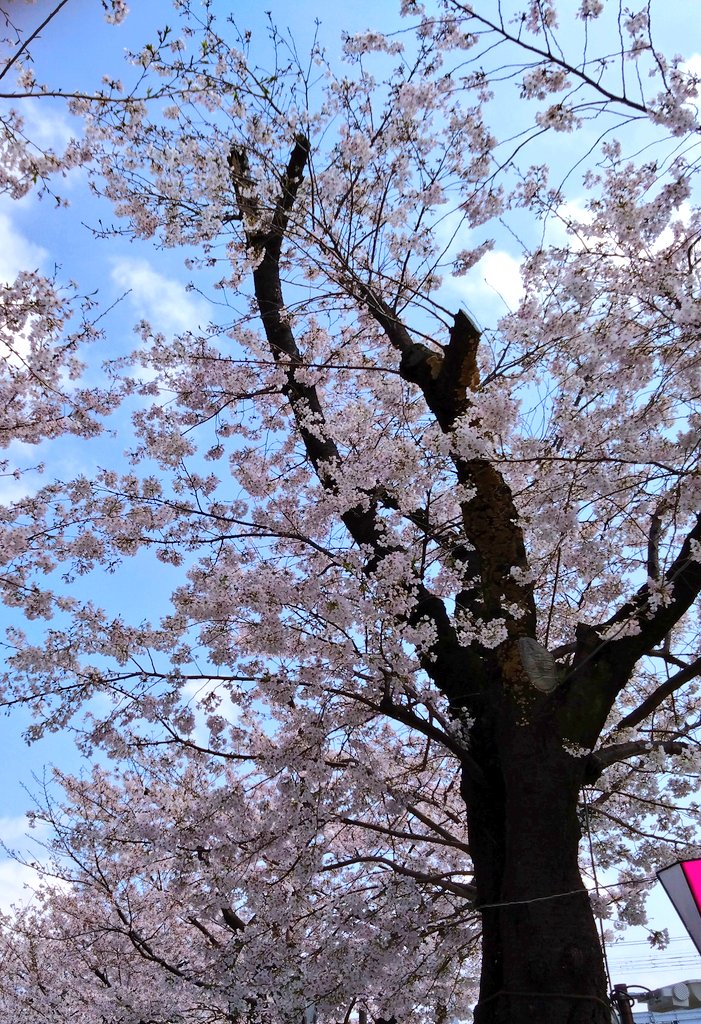 「スカイツリーと桜」
隅田川周辺を散歩してきました。
スカイツリーと桜がいい感じだったので、スカイツリーを中心に撮影してみました📷
今年の桜、意外と長く楽しめますね😀

location:隅田公園(吾妻橋〜言問橋周辺)
撮影日:2023.3.30

#スカイツリー
#桜
#ファインダー越しの私の世界