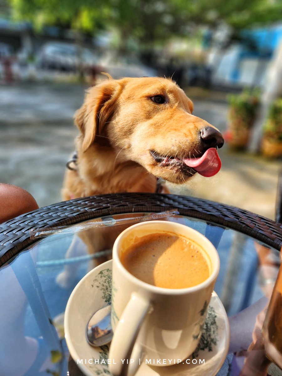 mikeyipdotcom's tweet photo. Cause.... nothing tastier than taking bits and pieces of the human food when the Pawrents not watching.
#mikeyipdotcom #willyhaeun #goldenretriever #mongrel #WilliamDGoldie #MerlotDGoldie #HaEunDMongrel #forbids #pawrents #fyp #goldennuggets https://t.co/jhcgZDRaQr