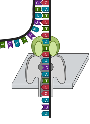 Long read sequencing in #PlantGenomics doi.org/10.1017/qpb.20…

#Genomics #PlantSci #Bioinformatics #WomenInSTEM #WomenInScience #OpenAccess #WomenWhoCode #DataScience #AcademicChatter #ScienceTwitter #100DaysOfCode #OpenScience #Python #SciComm #OpenMethods #retweet #serverless