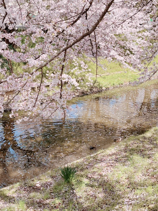 今年は週末晴れてよかった 