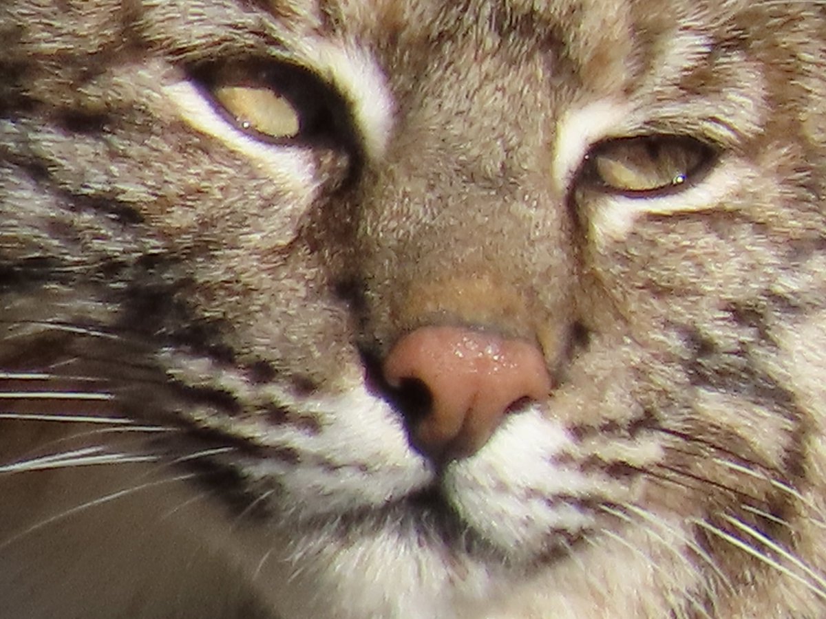 sdoppler2's tweet photo. I was so happy about this encounter, had to do it….
Close-up Bobcat
#MarchMacroChallenge https://t.co/uPGQHDD1MH