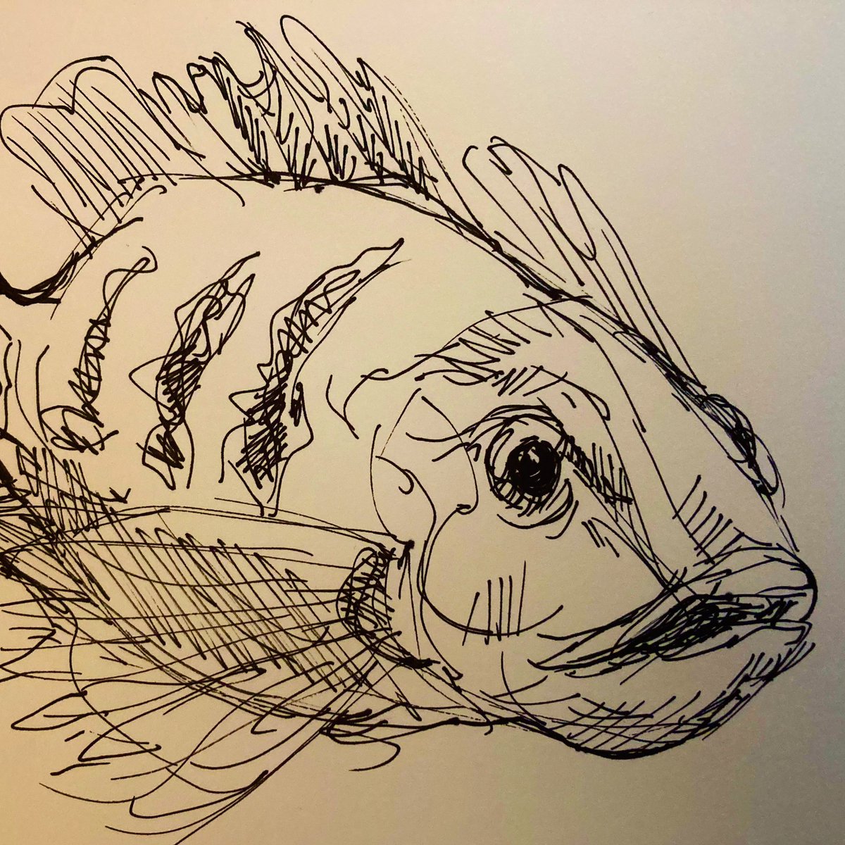 Goodmorning y’all!🐠#1stApril #fish #PenAndInk #pendrawing #drawing