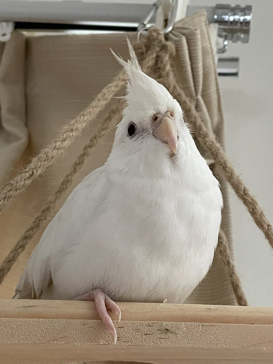 fuji_fuji5's tweet photo. 4月1日、オカメインコのふじちゃんが行方不明になりました。
特徴は白く、大人しい性格で撫でられることが好きです。
もし見かけた方や保護された方がいましたら連絡お願いします🙇‍♀️
連絡先→098-898-0110宜野湾警察署
#沖縄
#宜野湾市
#オカメインコ迷子
#オカメインコ
#保護
#インコ
#白い鳥 https://t.co/eZIapMOP1i