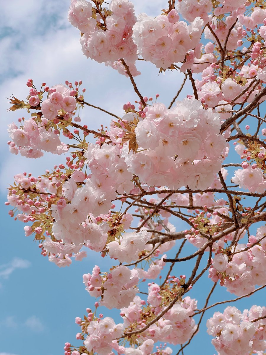 「皇居に八重桜があることを初めて知ったポンポン咲いていてかわいい〜 」|zinbei/コミティアM12bのイラスト