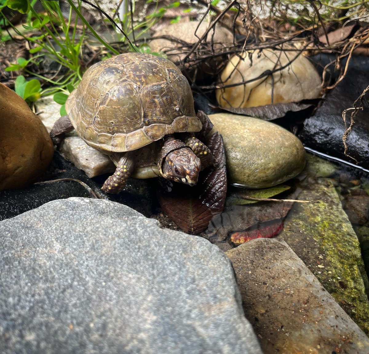 Tortoisespot's tweet image. This beautiful three toed is out and about water side. I love the part of the year where the box turtles start emerging #boxturtle