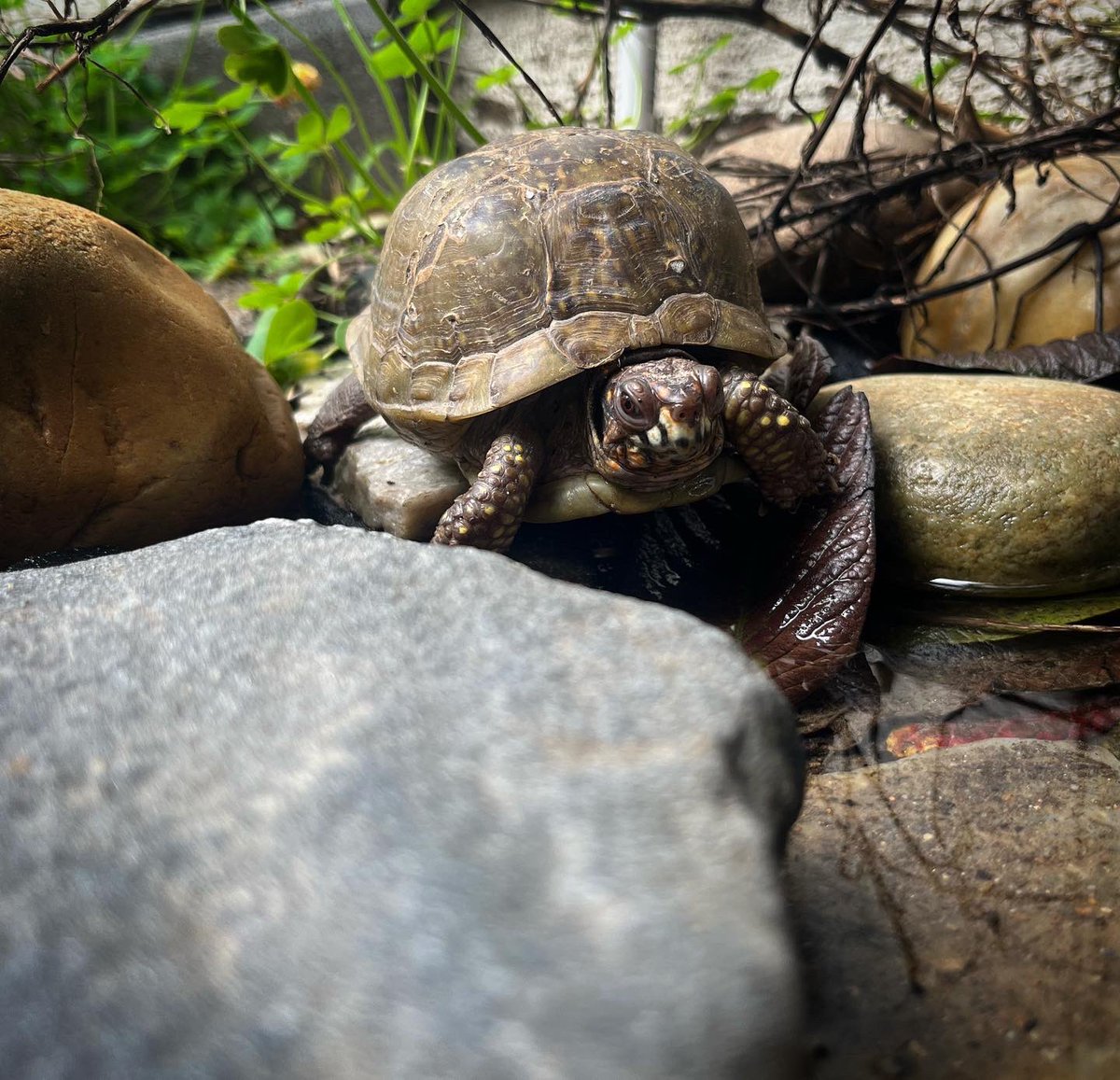 Tortoisespot's tweet image. This beautiful three toed is out and about water side. I love the part of the year where the box turtles start emerging #boxturtle