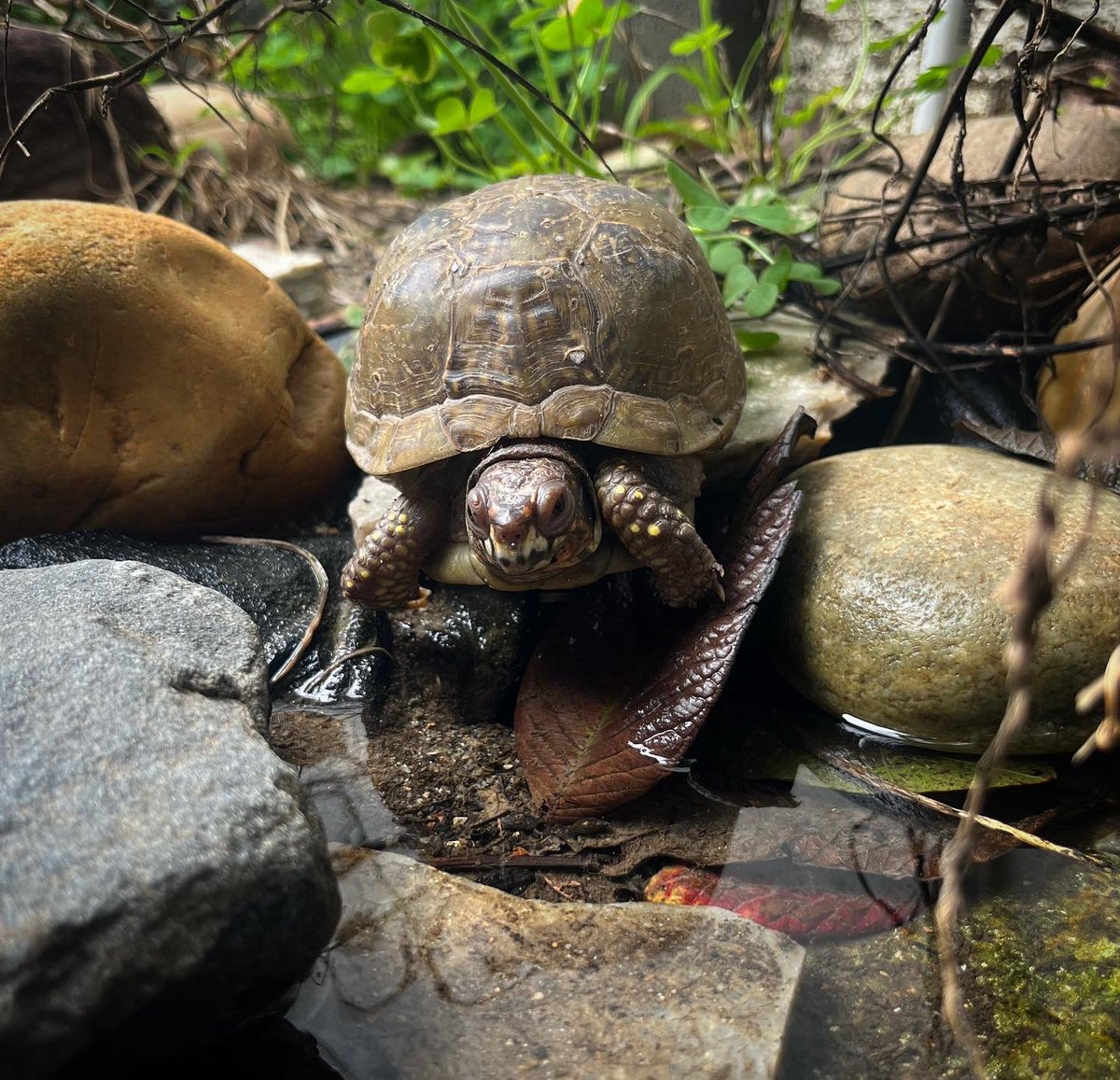 Tortoisespot's tweet image. This beautiful three toed is out and about water side. I love the part of the year where the box turtles start emerging #boxturtle
