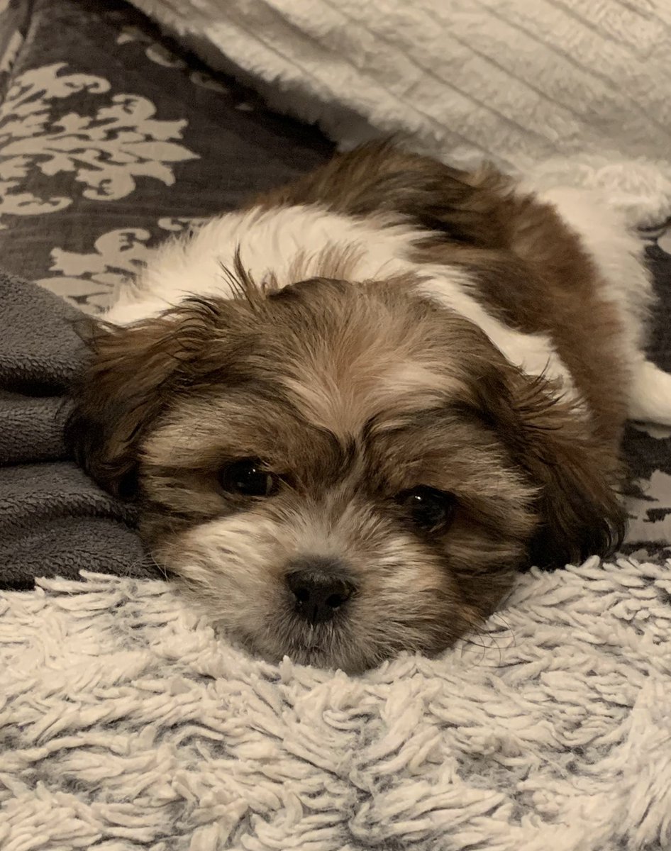 Throwing it back with this cute pic🥺 

#shihtzu #puppy #cutedog