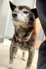 GEEFRHzE0VdVq10's tweet photo. 迷子犬情報 20220630
雑種、黒白、メス、17歳、赤色のくすんだ首輪、中型。
白内障で眼が見えていない。人懐っこく大人しい。
令和4年6月25日の朝方、清武町今泉甲付近からいなくなりました。心当たりのある方は宮崎市動物愛護センターまで連絡（0985-85-6011） https://t.co/Yfi41sBaA6