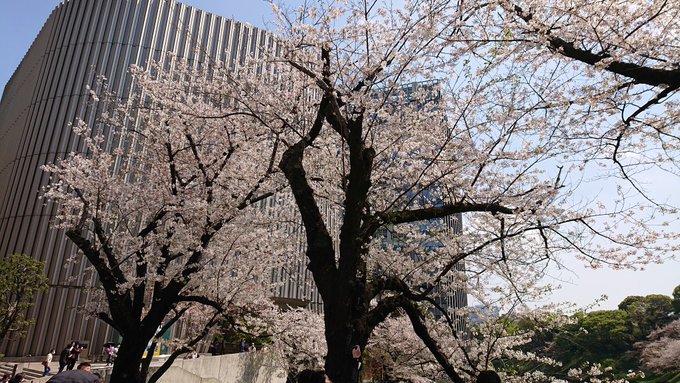 今日はスタァライトの朗読劇です会場付近の桜がとてもキレイ 