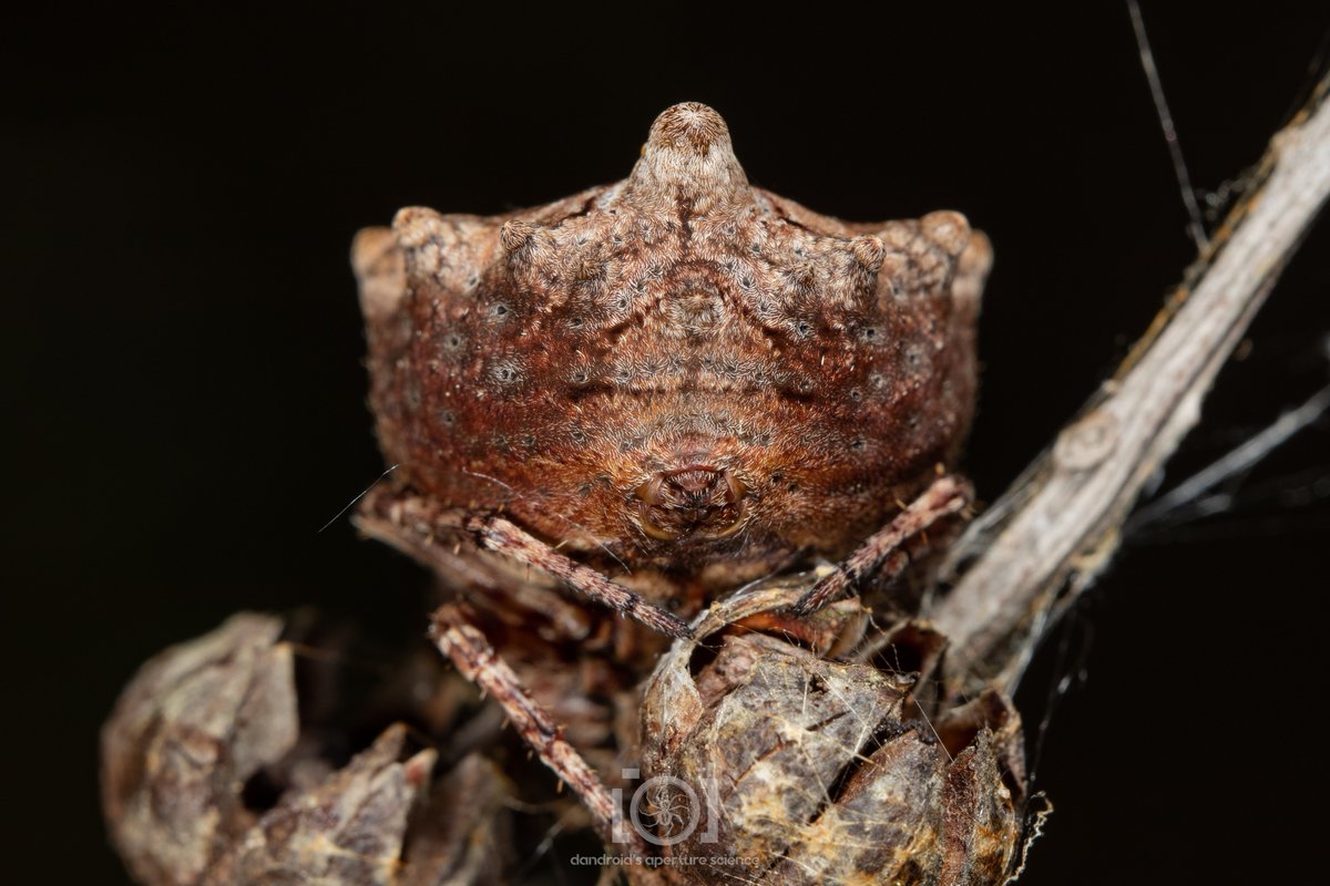apsciencebydan's tweet photo. Can it be #InverteButtWeek yet, because this is a truly stellar InverteButt.

(Very pregger acanthepeira, aka, star-bellied orb weavers 🤎)
3/31/23 https://t.co/L3T8teLl3M