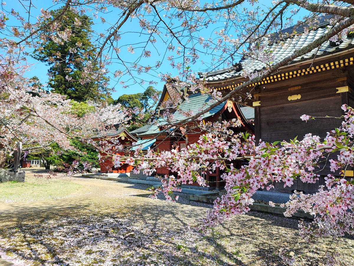 Madam_Fujiko's tweet photo. This area is already in leafy cherry blossoms.

#葉桜 #hazakura 
#桜 #CherryBlossom 
#INASHIKINEST
#farminn #guesthouse 
#関東 #茨城県 https://t.co/11z1RtpbnF