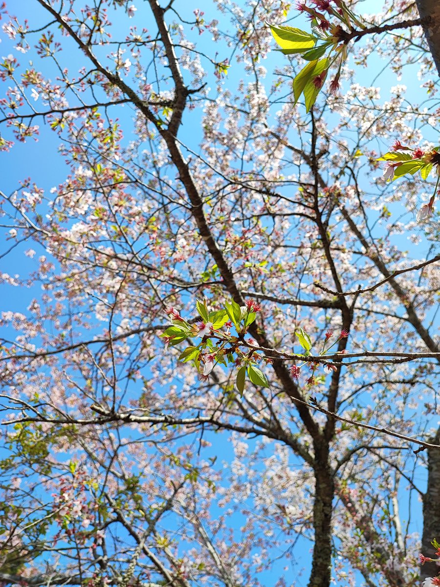 Madam_Fujiko's tweet photo. This area is already in leafy cherry blossoms.

#葉桜 #hazakura 
#桜 #CherryBlossom 
#INASHIKINEST
#farminn #guesthouse 
#関東 #茨城県 https://t.co/11z1RtpbnF